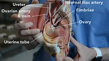 Female reproductive system -  internal organs (part 1)