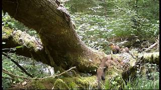 Pine martens are ‘doing well’ after South West releases (update) (rewilding) (UK) 7/Apr/2026