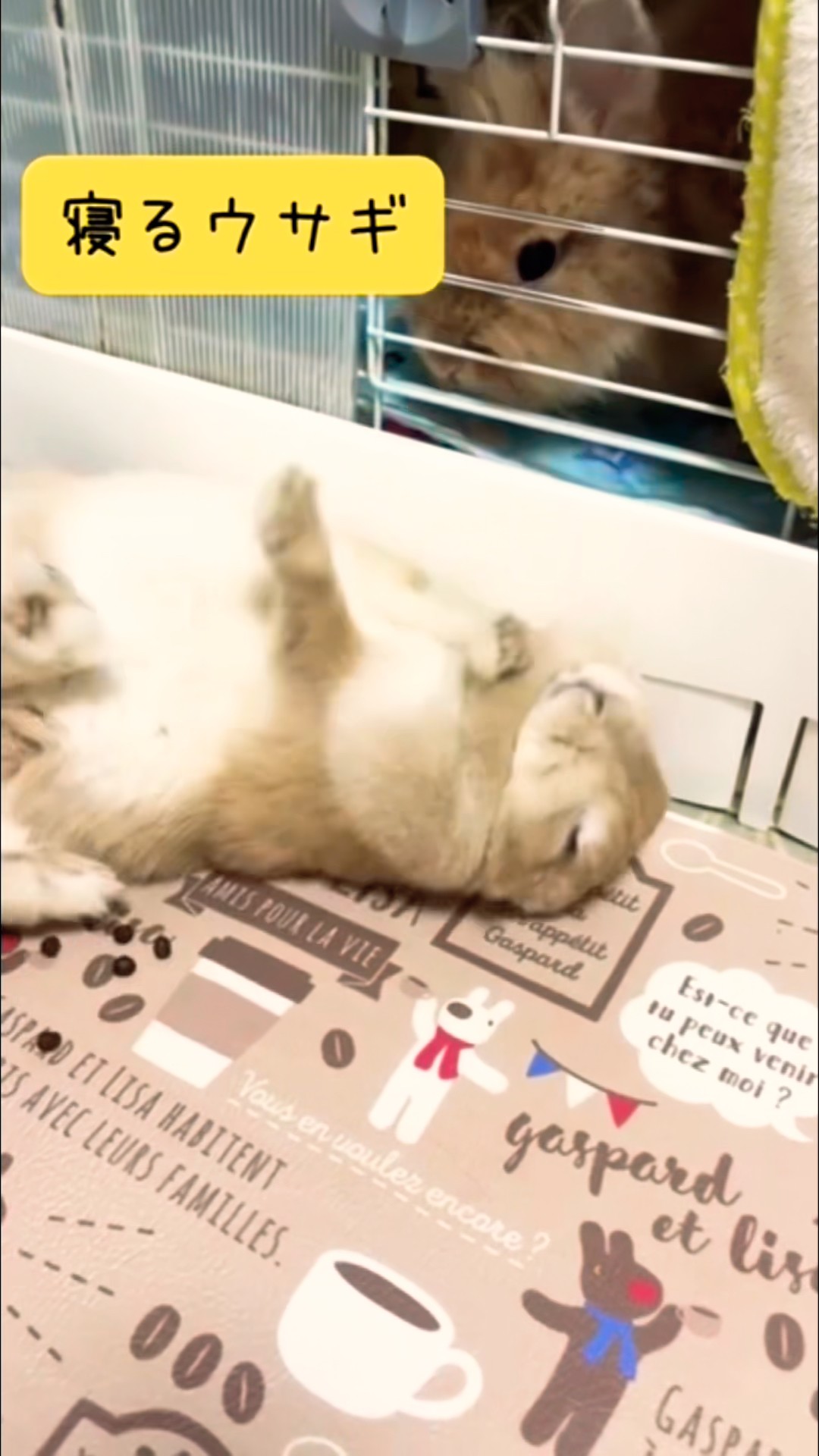 Shocking rabbit behaviors #shorts #bunny #rabbit #rabbit #rabbit
