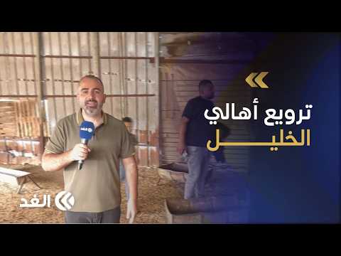 Injuries in settler attack south of Hebron.. More than 150 head of livestock stolen in the Ma'in ...