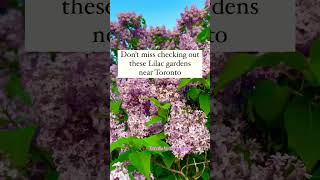 Lilac garden near Toronto, Canada #lilac #flowers #canada