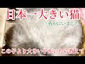 日本一大きい猫が我が家にいます。そのデカさ中型犬