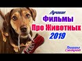 ФИЛЬМЫ ПРО ЖИВОТНЫХ 2019 ГОДА. 6 ЛУЧШИХ. Приключения 2019 года