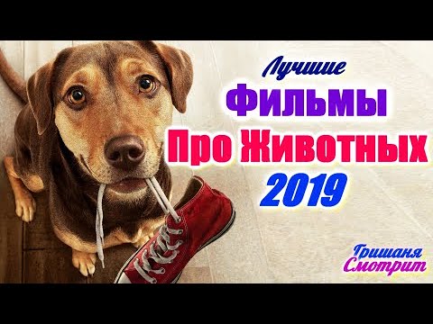 ФИЛЬМЫ ПРО ЖИВОТНЫХ 2019 ГОДА. 6 ЛУЧШИХ. Приключения 2019 года