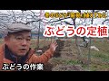 「ぶどうの作業」定植作業！紫苑を植えました！植え方の工夫などお伝えします。