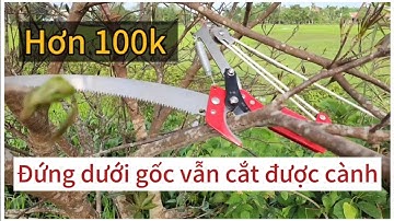 Kéo cắt cành giật dây lưỡi thép sk5 chắc chắn, đứng dưới gốc cây tỉa cành dọn tán không cần leo trèo