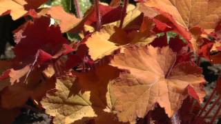 Foliage 6