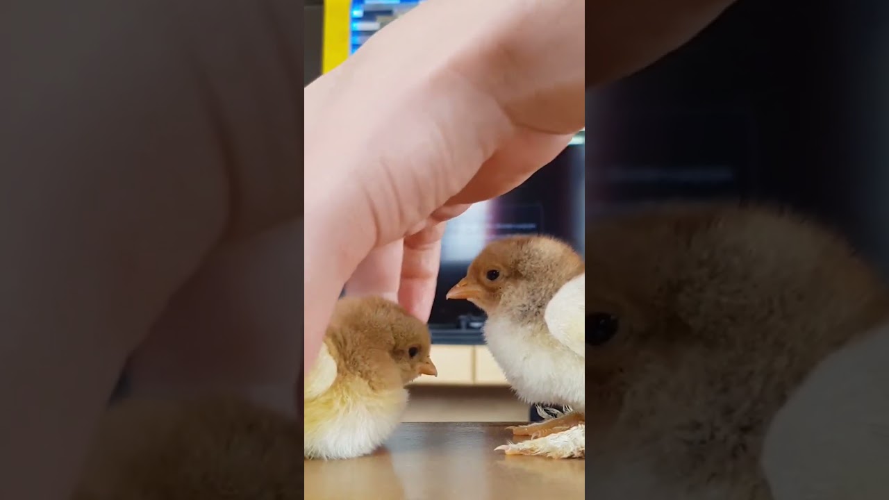 Brother Chicks