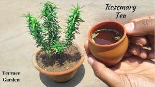 ROSEMARY : Everything You Need to Know About Growing And Caring.|TERRACE GARDEN
