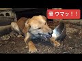 骨ごと食す猟犬たち