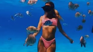 Красивий підводний морський світ | underwater sea world