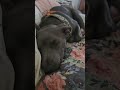 Mom stop taking a video of me!#rescuedog #puppy #love #gunner