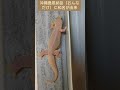 可憐なオンナダケヤモリ