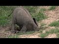 SafariLive Nov 28 - Funny little Elephant found a burrow!