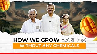 How we grow mangos - without any chemicals