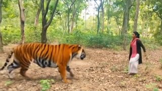 Tiger Attack On Village Girl In The Forest L Tiger Attack Man In Forest Yabengatiger Attack,Se