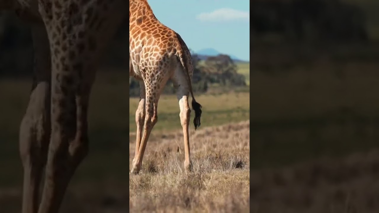 No Copyright Animal Video | Free HD+ Video For Your Project 