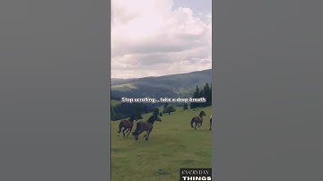 Stop Scrolling… Take a Deep Breath 🌿 #nature #everydaythings