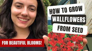 Growing Wallflowers From Seed For Beautiful Blooms!