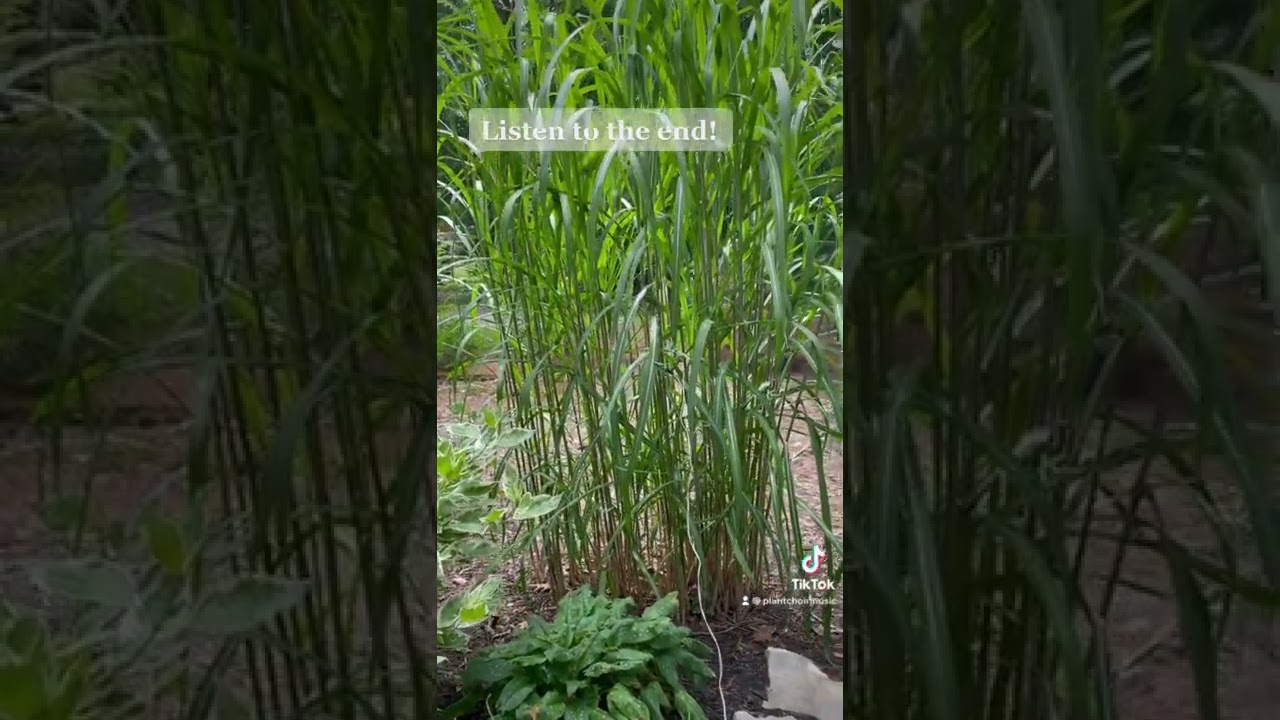 Watch What does Silver Grass sound like? Listen to the music build, it's incredible! - PLANTChoir on YouTube Watch What does Silver Grass sound like? Listen to the music build, it's incredible! - PLANTChoir on YouTube