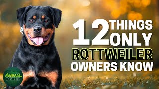 12 Things Only Rottweiler Dog Owners Understand by Animal Insider + 96 views 22 hours ago 9 minutes, 13 seconds