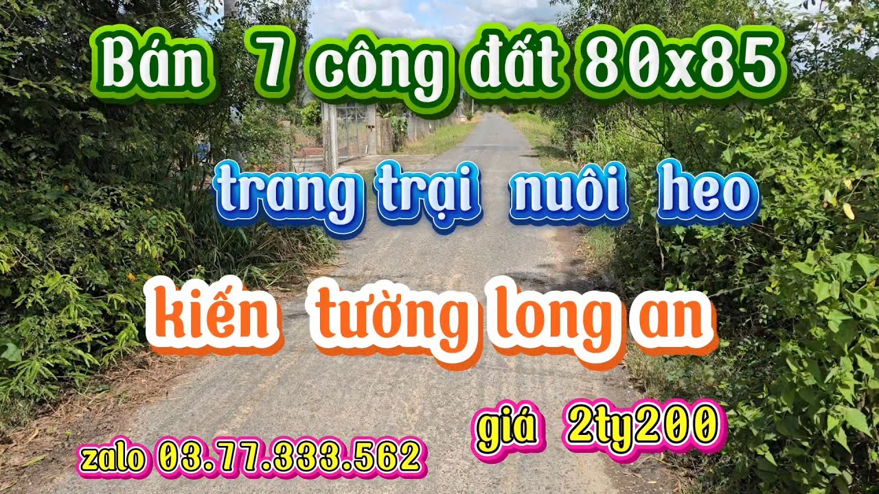 BÁN  7 CÔNG ĐẤT 80X85 ,ĐÃ  LÊN  TRANG TRẠI  CHĂN NUÔI  HEO, KIẾN TƯỜNG LONG AN  GIÁ  2 TỶ 200 TR