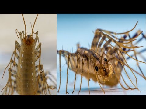 Video: Paano Mapupuksa Ang Mga Centipedes Sa Isang Pribadong Bahay O Sa Isang Apartment, Ang Mga Dahilan Para Sa Paglitaw Ng Mga Centipedes, Mapanganib Ba Sila Sa Mga Tao