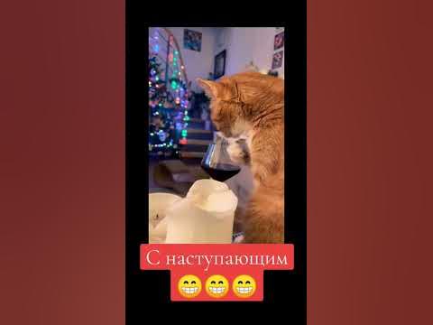 #коты #милыекотики #снаступающим - YouTube