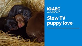 Unwind with the cute antics of newborn to 12 week old Kelpie puppies | Muster Dogs | ABC Australia