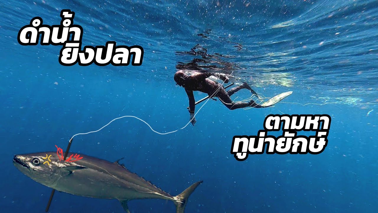 ดำน้ำยิงปลา I ตอน ทูน่ายักษ์...ไปอยู่ไหน