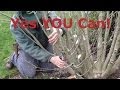 How To Prune Lavender For Winter