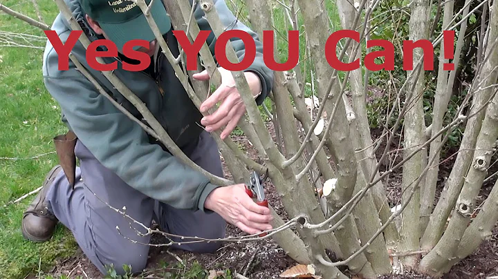 How to Prune Rose of Sharon (Hibiscus syriacus)