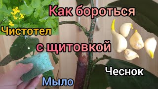 Как бороться с щитовкой на лимоне. Народные средства