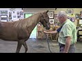 Unjust enforcement of the horse protection act by the usda