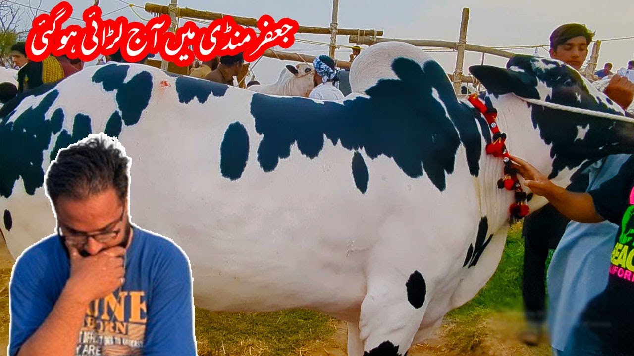 Jaffar Mandi 2025 Update | Ek aur Janwar Ki Taang Toot Gayi | Jaffar Mandi Fateh Jang 2025