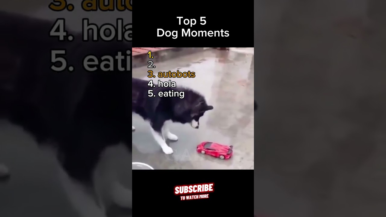 Top 5 Dog Moments 