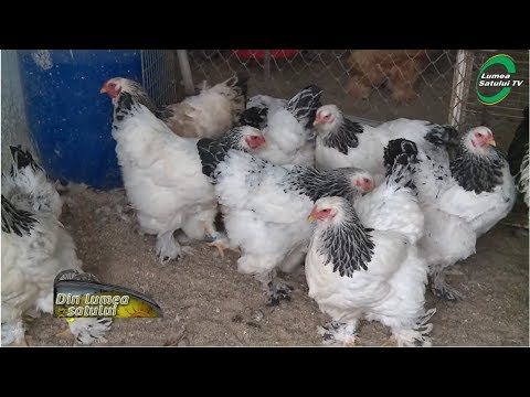 Video: Cum și Din Ce Puteți Face Un Alimentator De Păsări
