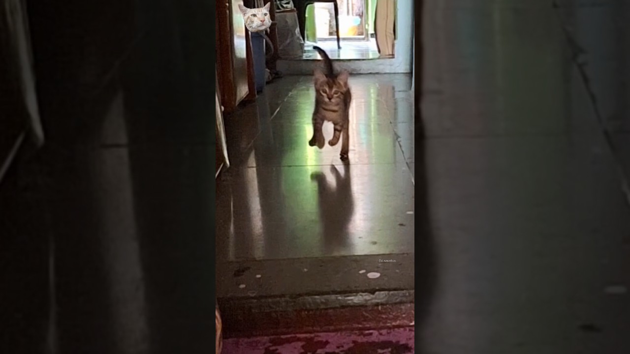 cute little kitty 🫶 #cat #catbaby #trending #catlover #kitten #trend #cute #song #music #love