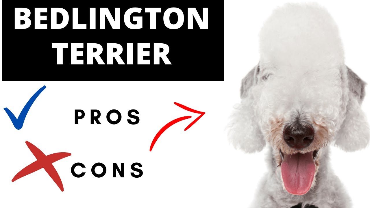 Bedlington Terrier Pros And Cons Should You REALLY Get A BEDLINGTON