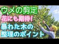 【梅(ウメ)の剪定】暴れた庭木を整える時短手入れ方法(2026年8月)🌳🍃