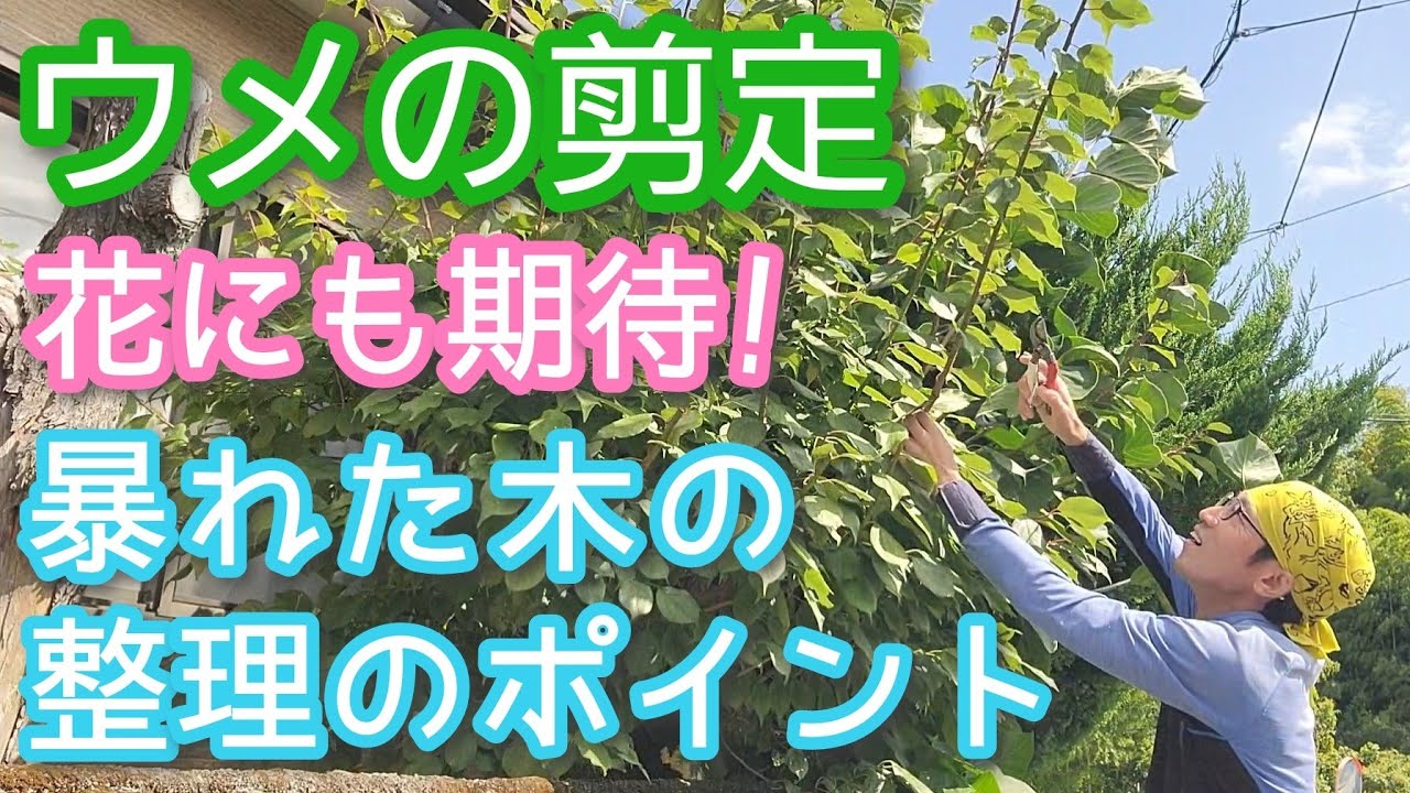 【梅(ウメ)の剪定】暴れた庭木を整える時短手入れ方法(2026年8月)🌳🍃