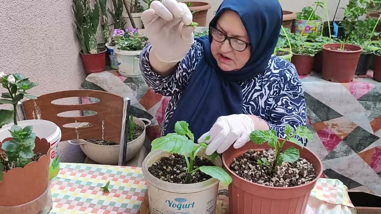 YILDIZ ÇİÇEKLERİNE (DAHLİA) BOL ÇİÇEK AÇMASI İÇİN NELER YAPILIR ?