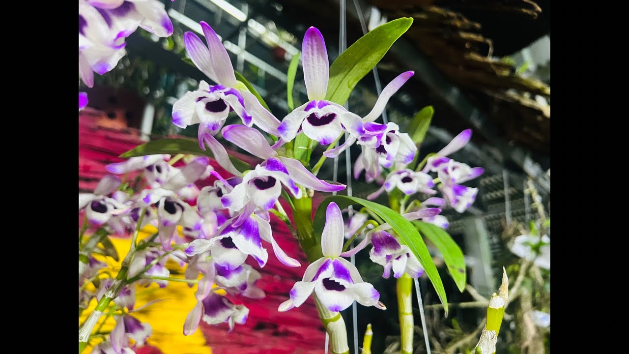 1/3 LINH TÙNG RẤT NHIỀU CÁC LOẠI LAN RỪNG ĐANG NỤ 0869899172