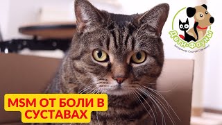 видео: Кот хромает, что делать? картинка: Кот хромает, что делать?