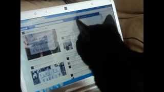 Le Chat Geek
