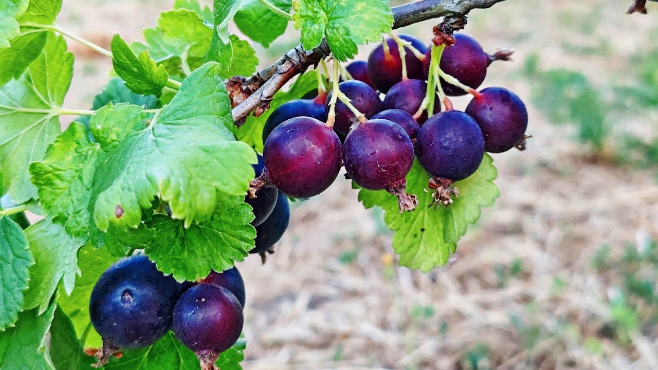 Érik a josta, ami egres is meg ribizli is egyben
