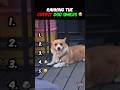 Ranking the CUTEST DOG SMILES Ever!! 🥹 🐶  #dogs #cute #dogvideos #dogshorts #ranking #viral #puppy
