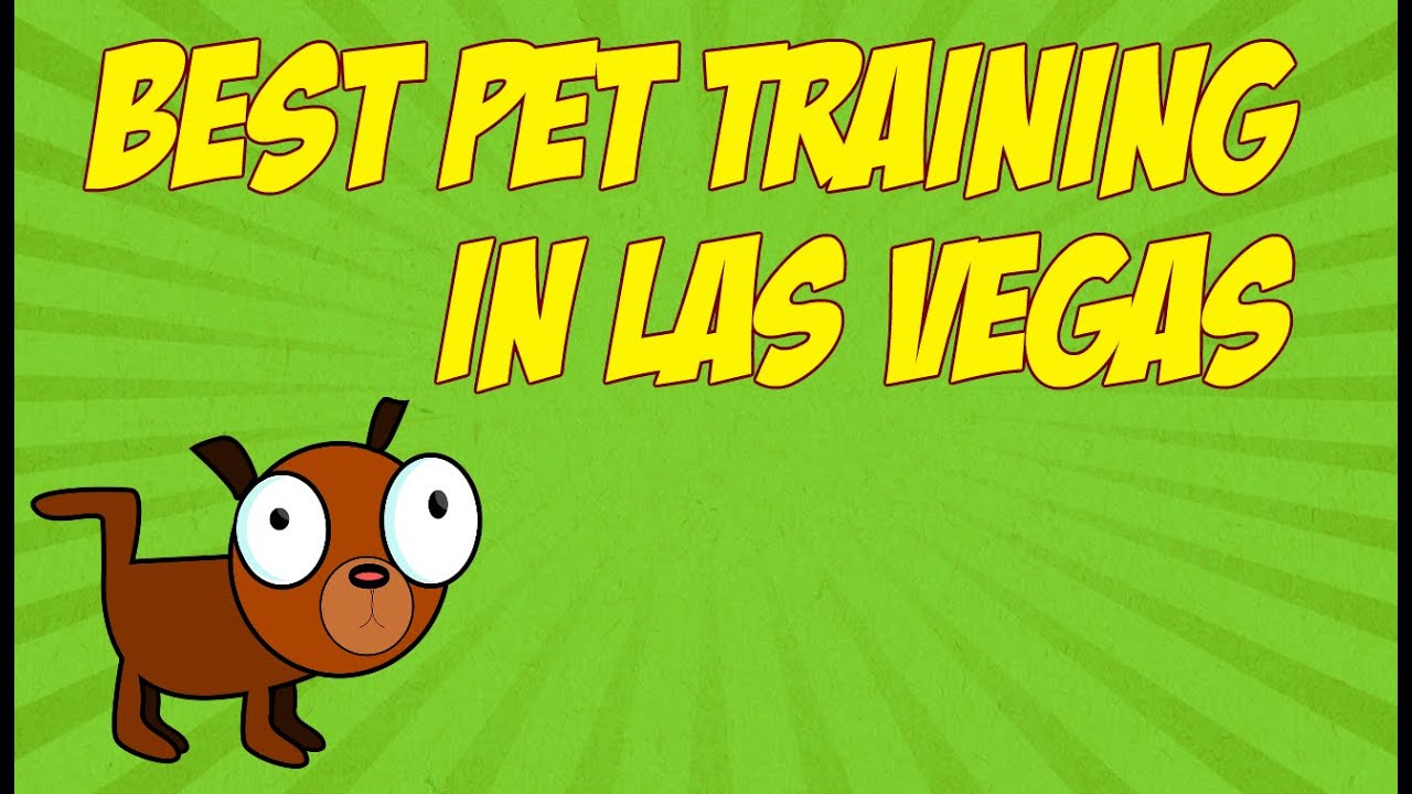 Best Pet Training In Las Vegas YouTube