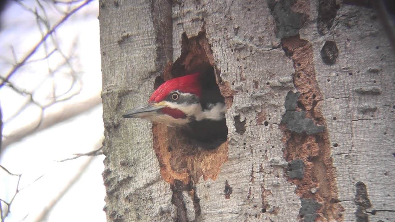 video phone beyonce mp3 Pileated woodpecker male excavating nest cavity.