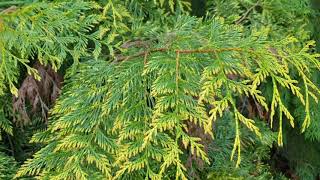 Thuja plicata 'Zebrina' zerav obrovský